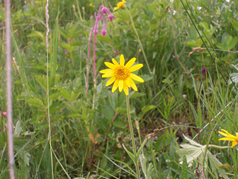 Arnica sororia