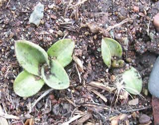 Arnica sororia