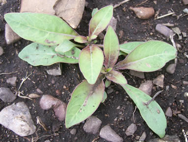 oenothera strigosa