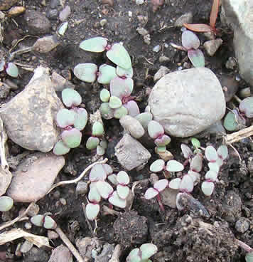 Penstemon wilcoxii