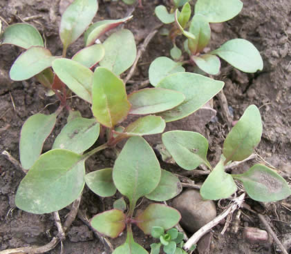 Penstemon wilcoxii