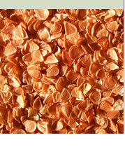 Fritillaria pudica seeds